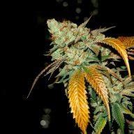 red hair sensimilla strain seeds|Sensimilla strains